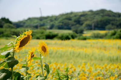 Close-up of yellow flowering plant on field