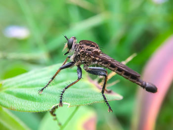 Close-up of insect on plant