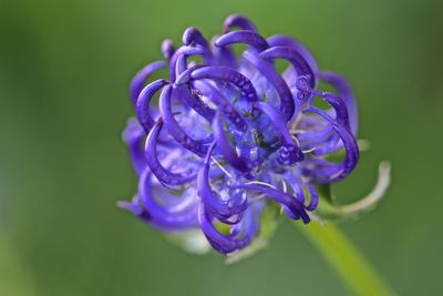 Close-up of purple flowering plant over white background