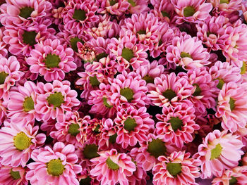 High angle view of pink flowering plants