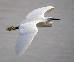 Little egret flying over lake