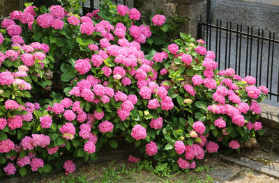 Pink flowering plants in back yard