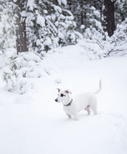 Jack russell terrier in outdoor in winter snow