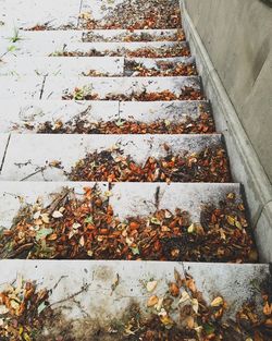 High angle view of fallen leaves on steps