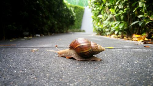 Close-up of snail on road