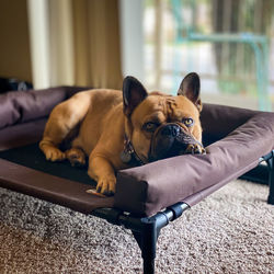 Portrait of dog sitting on sofa at home