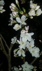 Close-up of white flowers