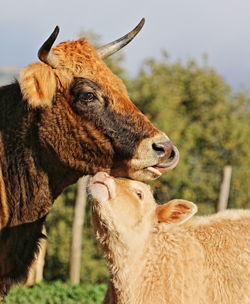 Close-up of cow and calf