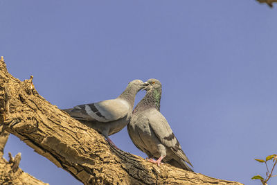 A couple of two pigeon birds kissing each other on a tree branch in the open sky, 