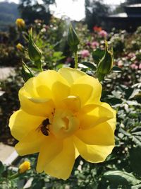 Close-up of yellow flower blooming outdoors