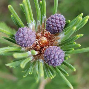 Close-up of purple flowering dwarf pine