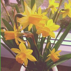 Close-up of yellow flower