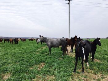 Cows grazing on field against sky