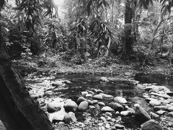 Stream flowing through rocks in forest