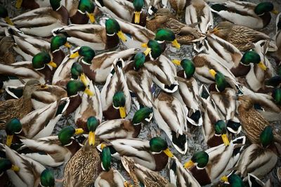 Duck in sergiev posad, russia