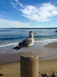 Seagull flying over sea