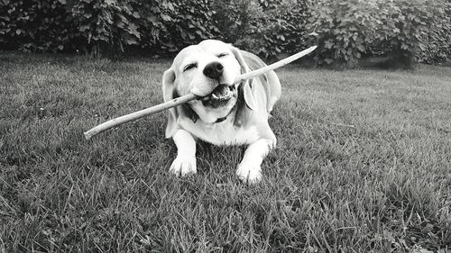 Dog running on field