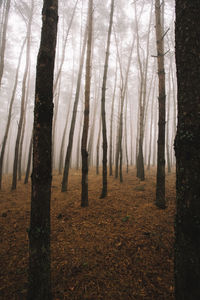 Trees in forest