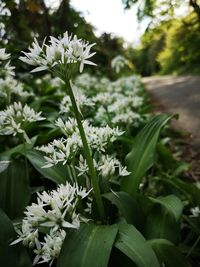 Close-up of white flowering plant