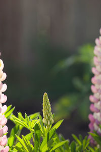 Close-up of flowering plant