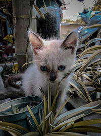 Close-up portrait of cat in basket