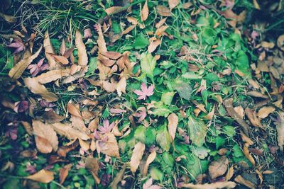 Close-up of ivy leaves
