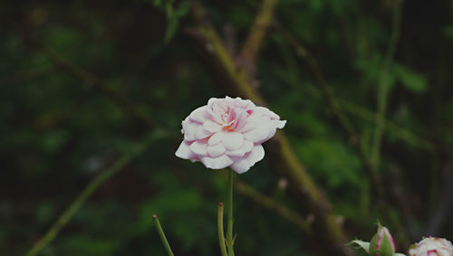 Close-up of pink rose