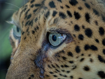 Close-up portrait of cat