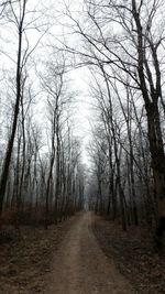 Trees in forest against sky