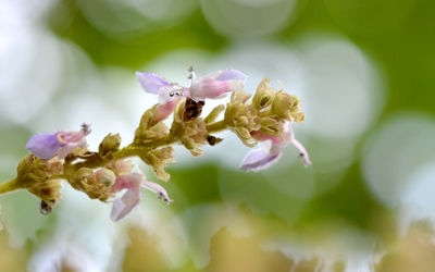 Close-up of insect on purple flower