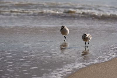 Birds on beach