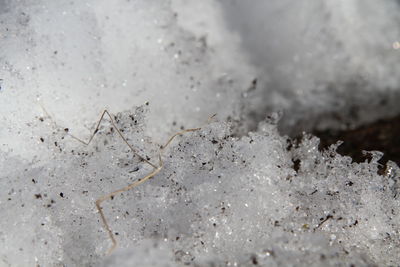 Close-up of ice on field during winter