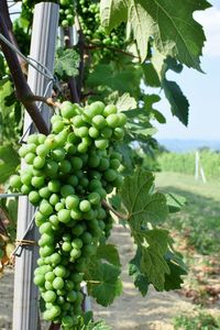 Close-up of grapes hanging on vine