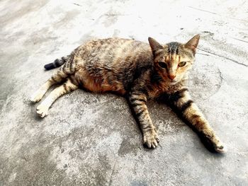 High angle view of cat resting on floor