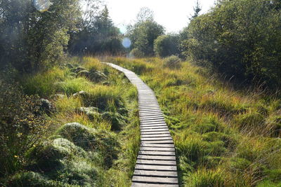 Narrow pathway along trees