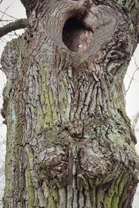 Low angle view of tree