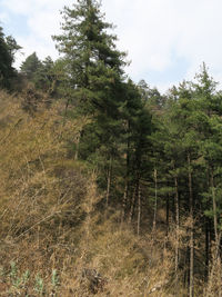 Trees growing in forest against sky