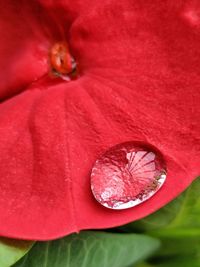 Close-up of red flower