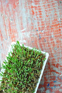 Close-up of potted plant against wall