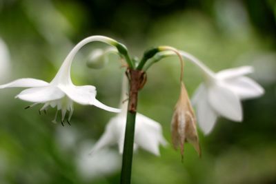 Close-up of white flower