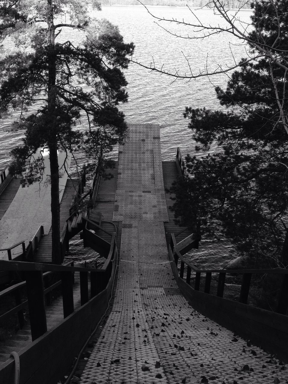 the way forward, tree, diminishing perspective, railing, vanishing point, footbridge, walkway, connection, built structure, long, narrow, empty, tranquility, growth, nature, footpath, sky, no people, outdoors, tranquil scene