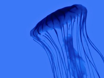 View of jellyfish swimming in sea