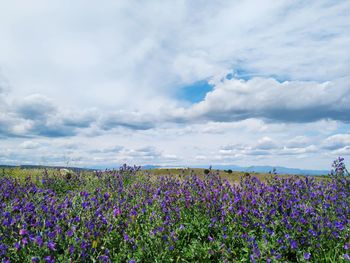 Purple flowering plants on field against sky