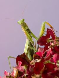 Close-up of insect on pink flower