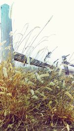 Close-up of grass growing against sky