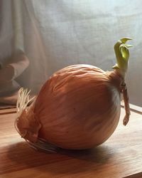 Close-up of onion on table