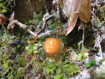 Close-up of mushrooms growing on tree trunk