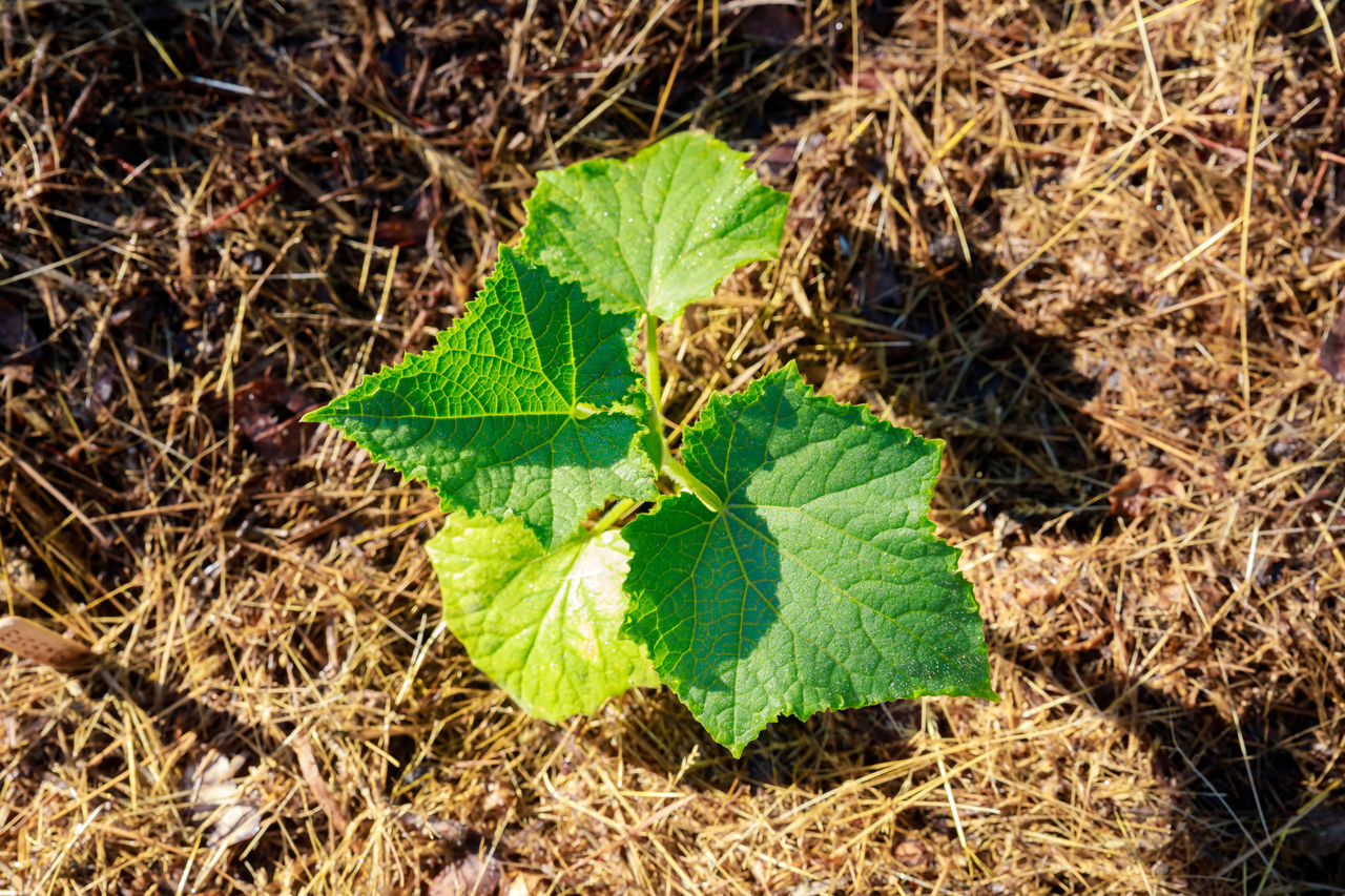 leaf, plant part, plant, nature, soil, tree, green, growth, high angle view, day, field, autumn, land, no people, beauty in nature, sunlight, outdoors, dry, flower, grass, directly above, woodland, close-up, forest, tranquility, shrub, fragility