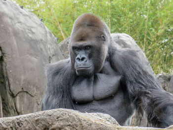 Portrait of monkey sitting in zoo