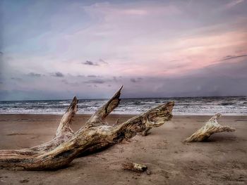 Driftwood on beach against sky during sunset